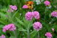 /album/fotogalerij/heemtuin07-05-14-126-jpg/